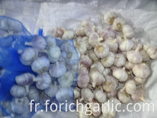 Normal White Garlic Fresh